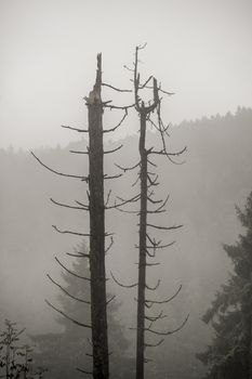 Germany Harz Silberwald. Dead trees in the Harz Silberwald (silver forest).