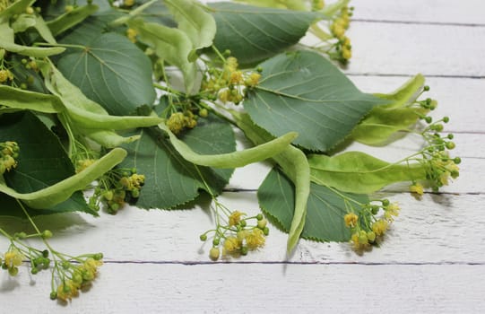 blossoming lime tree branches on wooden boards