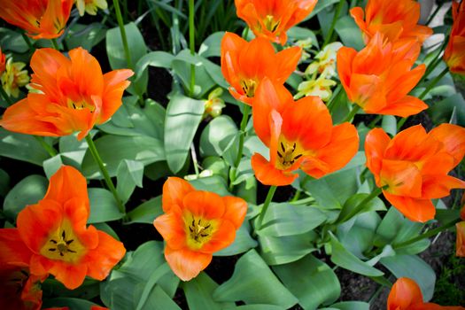 Beautiful tulips and daffodils in a park in Holland, Netherlands