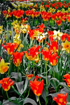 Beautiful tulips and daffodils in a park in Holland, Netherlands