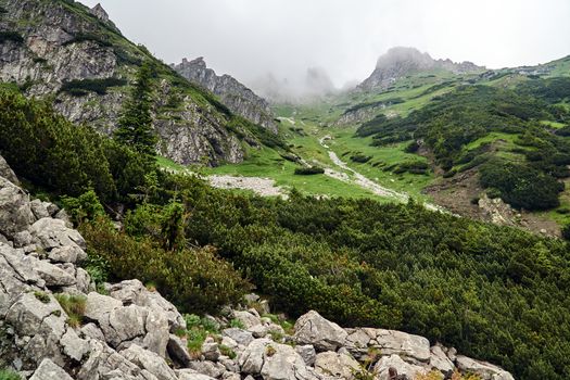 A mountain slope with a mountain pine and limestone rocks in the mountains Tatry in Poland