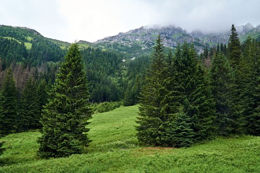 Grassy valley and mountain peaks with limestone rocks in the Tatras mountains in Poland