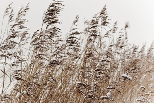 Cold weather and Snow. Reed plants grasses on the dike in northern Germany.