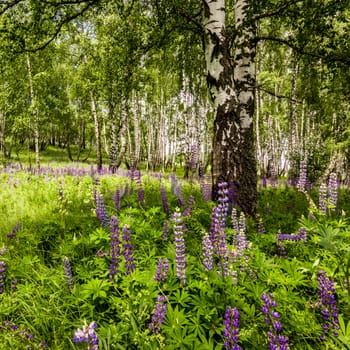 Purple lupins in a birch forest among the trunks on a summer day. Landscape.
