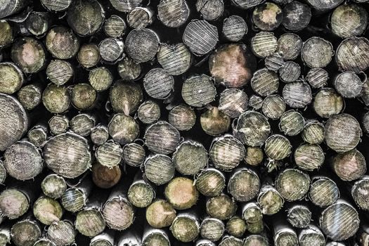 Tree trunks from forest. Nice wood texture.