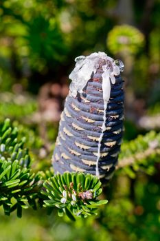 Pine cones, Nikko fir with resin emerges