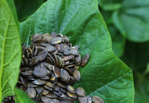 The picture shows pumpkin seeds in a pumpkin leaf