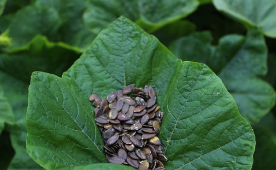 The picture shows pumpkin seeds in a pumpkin leaf
