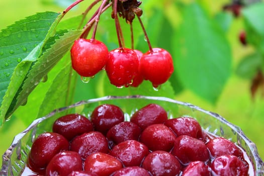 The picture shows a cherry dessert in front of wet cherries on a cherry tree