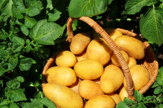 The picture shows potatoes in a basket on a potato field