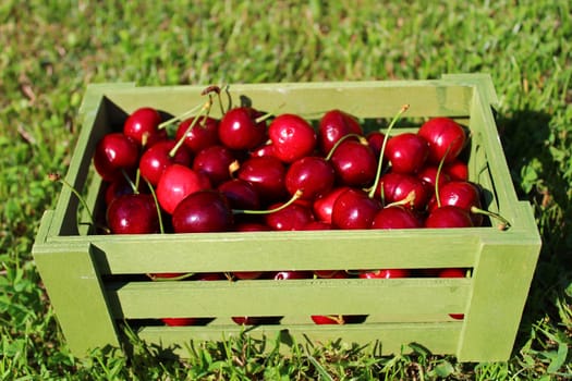 The picture shows harvested cherries in a basket in the meadow