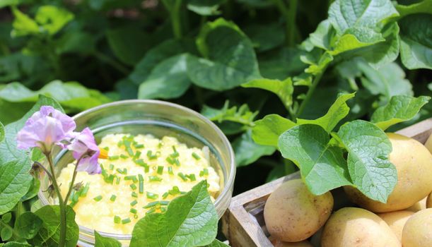 The picture shows potato salad and potatoes in a potato field