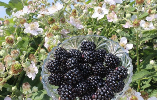The picture shows blackberries in front of a blossoming blackberry bush