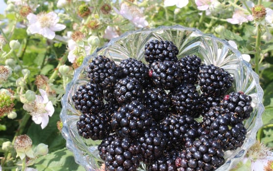 The picture shows blackberries in front of a blossoming blackberry bush