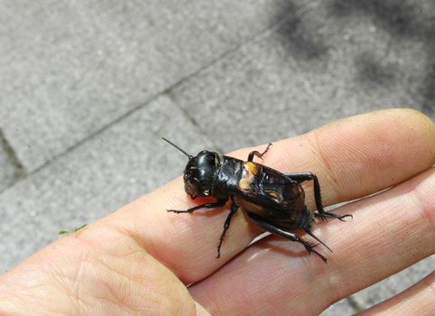 The picture shows a cricket on a hand