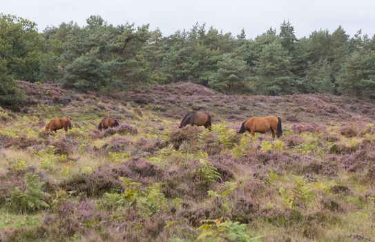 View on wild horses from viewpoint De Valenberg, in natrure reserve Planken Wambuis at Veluwe Gelderland, Netherlands