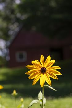 Large Black-eyed Susan bloom in bright summer sun with red  barn in background.