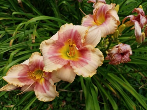 green plant with pink and yellow flower petals blossoming with pollen