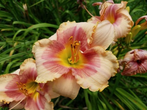 green plant with pink and yellow flower petals blossoming with pollen