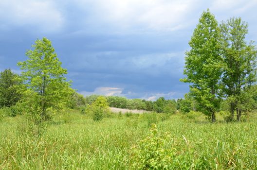 field of green grass and trees and rain or storm clouds