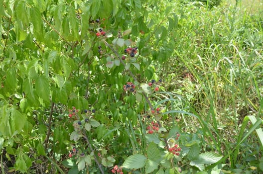 black and red blackberries on vine with thorns and green leaves