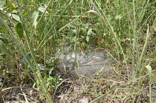 large spider or arachnid web in the green grass or plants