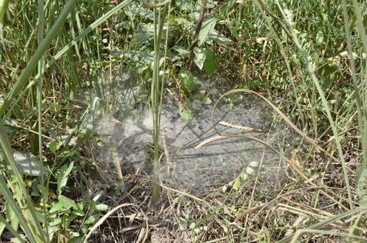 large spider or arachnid web in the green grass or plants