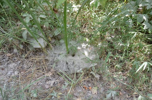 large spider or arachnid web in the green grass or plants