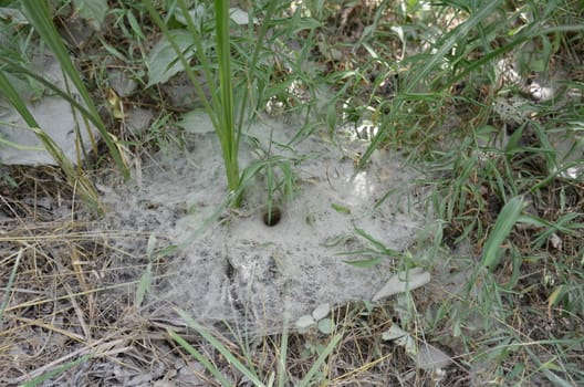 large spider or arachnid web in the green grass or plants