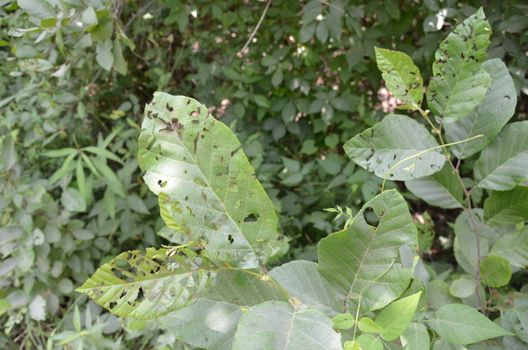 plant or bush with green leaves and small holes from animals eating