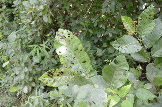 plant or bush with green leaves and small holes from animals eating