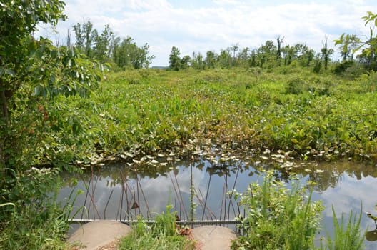 green lily pads and water with metal bars in wetland or marsh environment