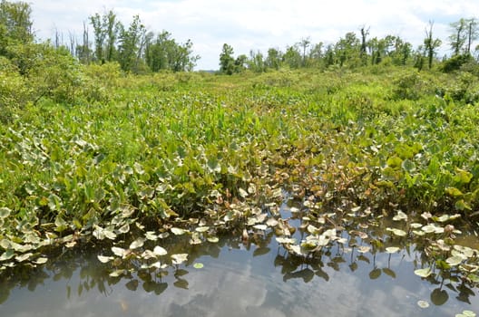 green lily pads and water in wetland or marsh environment