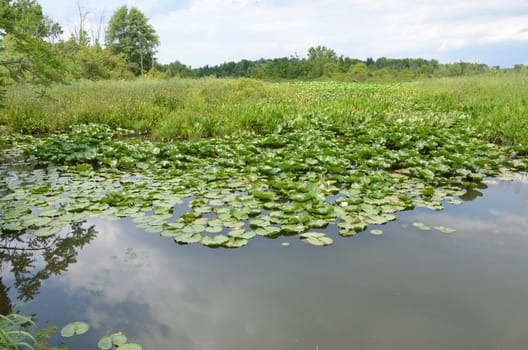 green lily pads and water in wetland or marsh environment