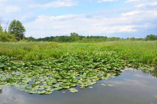 green lily pads and water in wetland or marsh environment