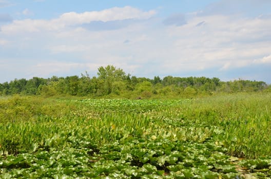 green lily pads and water in wetland or marsh environment