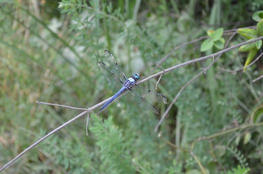 blue dragonfly insect with wings on tree branch or stick