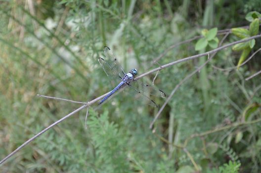 blue dragonfly insect with wings on tree branch or stick