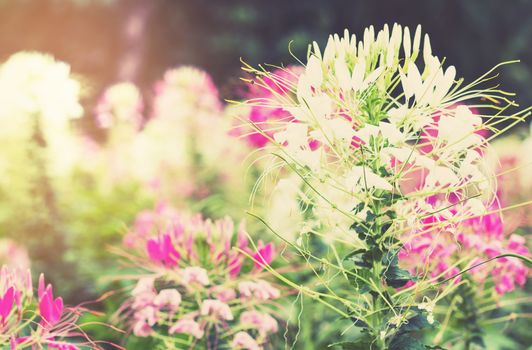 Soft light cleome hassleriana flower, spider flower, vintage and retro style 