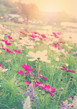 Vintage flower field background, romantic concept 