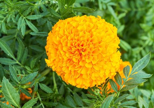 Beautiful marigold flower and green leaf, selective focus