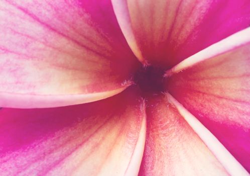 close up pink plumeria flower background, nature abstract, vintage and retro