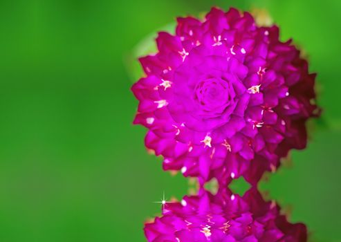 Close up flower, globe amaranth or Gomphrena globosa flower with water reflection