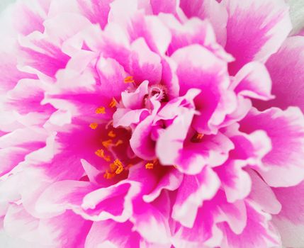 close up pink flower background, nature abstract