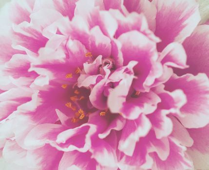 close up pink flower background, nature abstract, vintage and retro