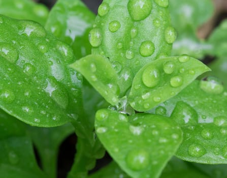 Nature abstract background, green leaf and water drop, ecology concept