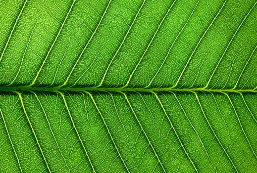 Abstract green leaf texture background