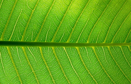 Abstract green leaf texture background