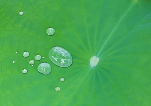 Nature abstract background, green lotus leaf and water drop, ecology concept