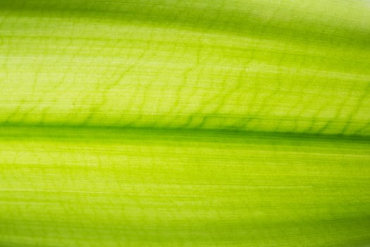 Abstract green leaf texture background